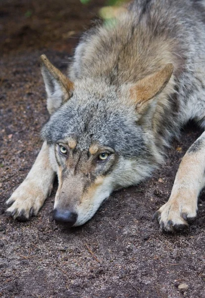 Lobo retrato en primer plano — Foto de Stock