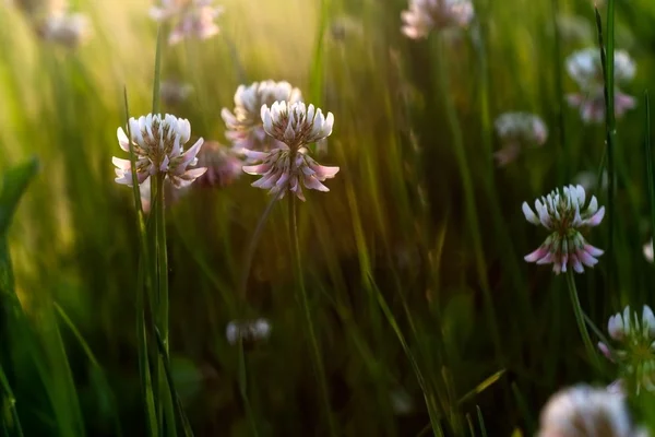 White clover blooming. — Stock Photo, Image