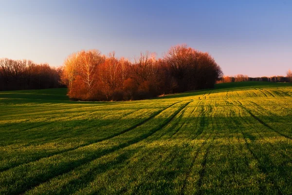 Jonge granen veld — Stockfoto