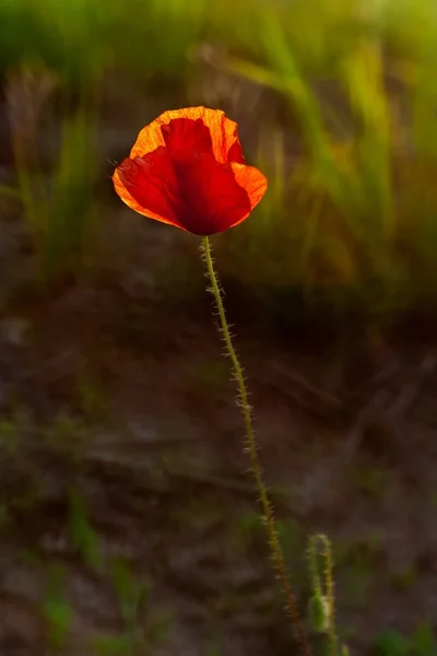 Flor de papoula vermelha — Fotografia de Stock