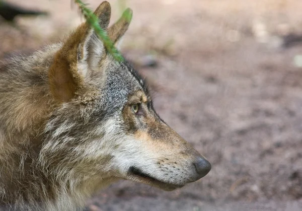 Wolf gezicht portret — Stockfoto