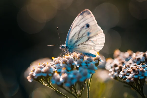 Motyl, siedząc na rośliny — Zdjęcie stockowe