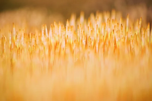 Fechar de musgo — Fotografia de Stock