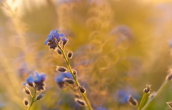 Dimenticami non fiori — Foto Stock