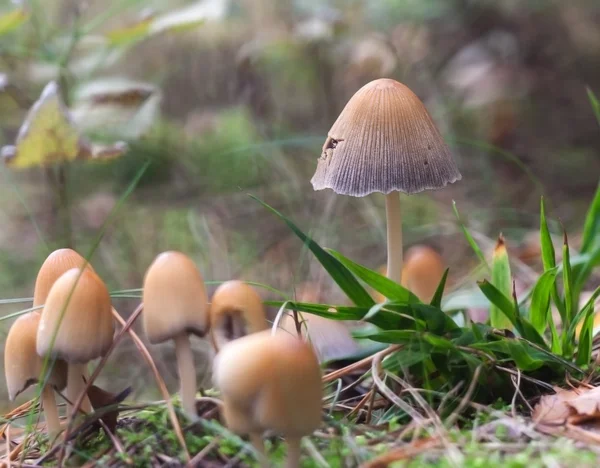 Small toadstools close up — Stock Photo, Image