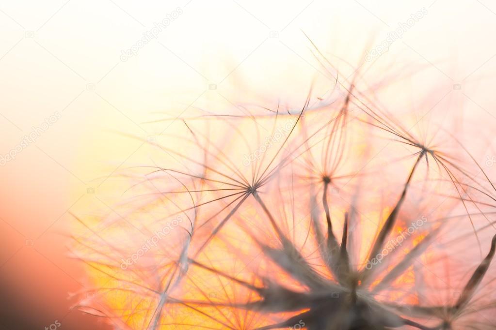 Dandelion seeds on sunset sky background