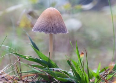 Küçük mantar makro