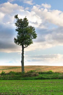Genç Mısır gevreği alan