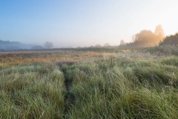 Meadow at morning — Stock Photo, Image