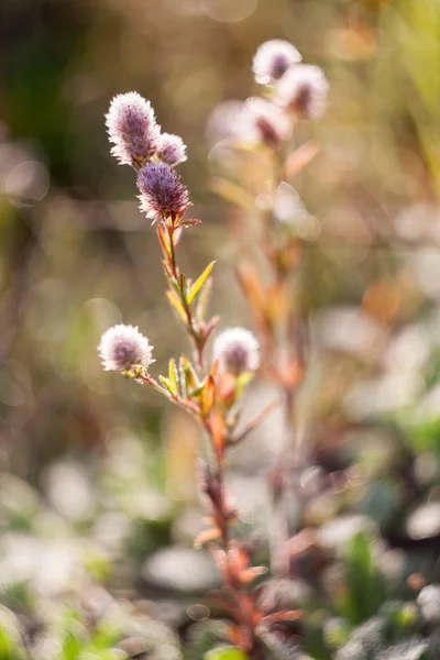 Buds of wild flowers — Stock Photo, Image