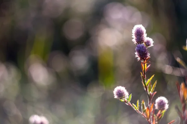 野生の花の芽 — ストック写真