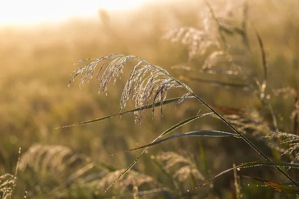 Äng på morgonen — Stockfoto