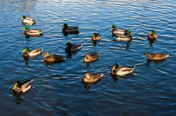 Havuzda yüzme yeşilbaş ördekler — Stok fotoğraf