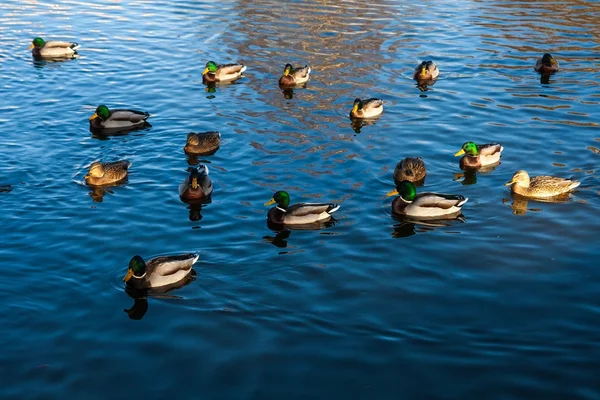 Patos-reais nadando na lagoa — Fotografia de Stock