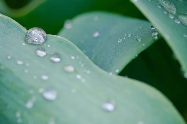 Water droplets on plant — Stock Photo, Image