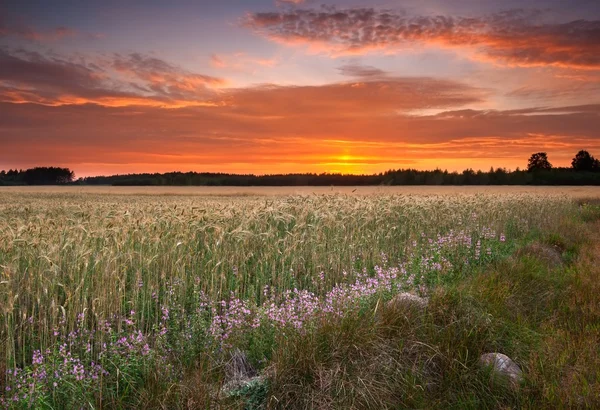 Campo de cereales joven — Foto de Stock