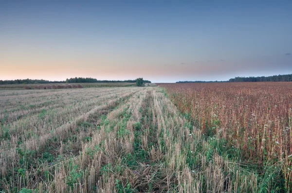 Polnische Feldlandschaft — Stockfoto