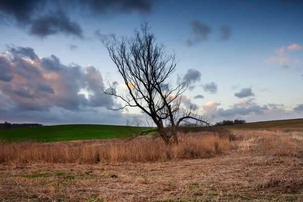 Paysage de champs automnaux rythmés — Photo