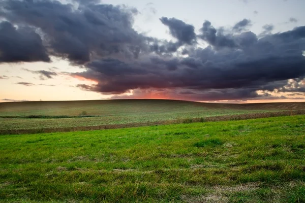 Young cereal field — Stock Photo, Image