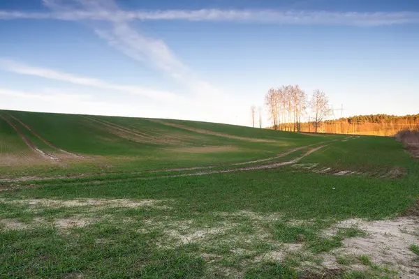 Young cereal field — Stock Photo, Image