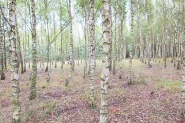 Genç huş ağaçları 