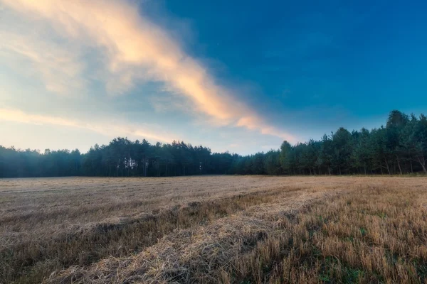 Stubble field at summer morning — Stock Photo, Image