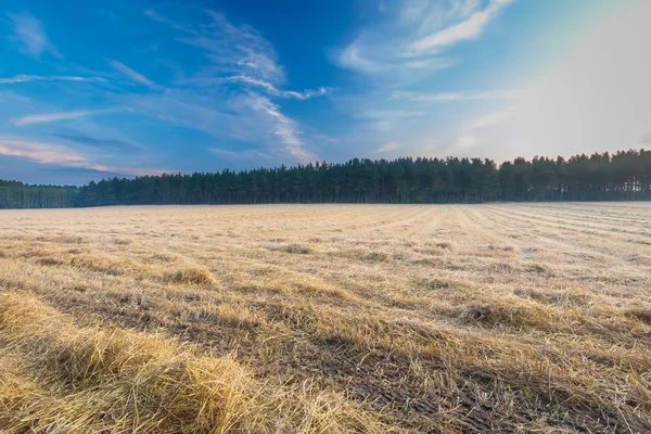 Stubble field at summer morning — Stock Photo, Image
