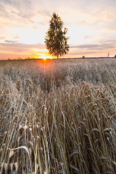 Zonsondergang over tarwe fiel — Stockfoto