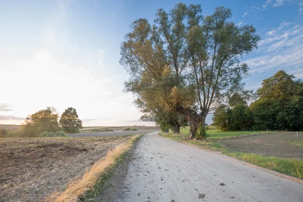 Landsbygdens sandig väg — Stockfoto