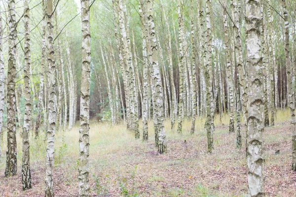 Jonge berkenbomen — Stockfoto