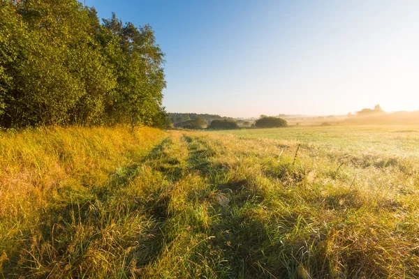 Foggy morning meadow. landscap — Stock Photo, Image