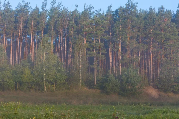 Mistige ochtend weiland. dan — Stockfoto