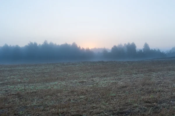 Prato nebbioso del mattino. paesaggistico — Foto Stock