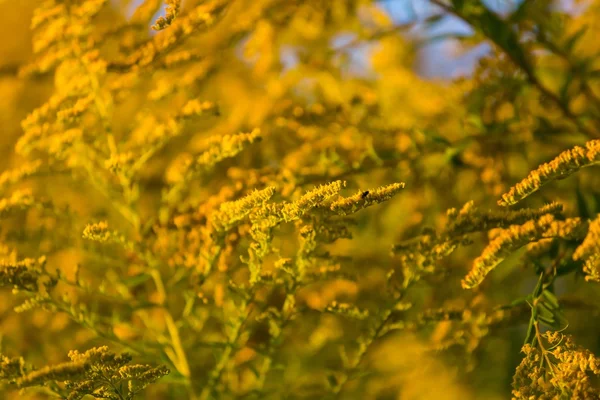 Goldenrod flores florescendo — Fotografia de Stock