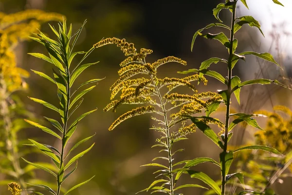 Goldenrod květ v rozpuku — Stock fotografie