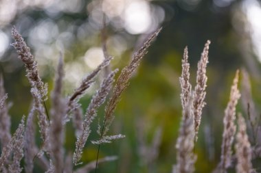 Tilki kuyruğu çimen çiçekler