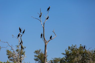 Ağaçlarda karabatak