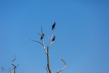 Ağaçlarda karabatak