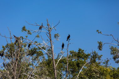 Ağaçlarda karabatak