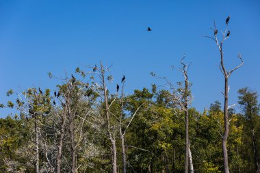 Ağaçlarda karabatak