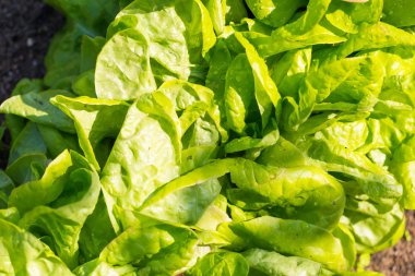 Bahçede büyüyen genç marul yaprakları