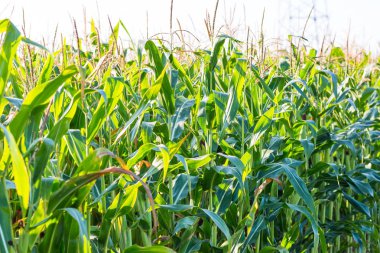 Mısır alanını kapat