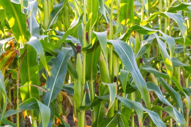 Mısır alanını kapat