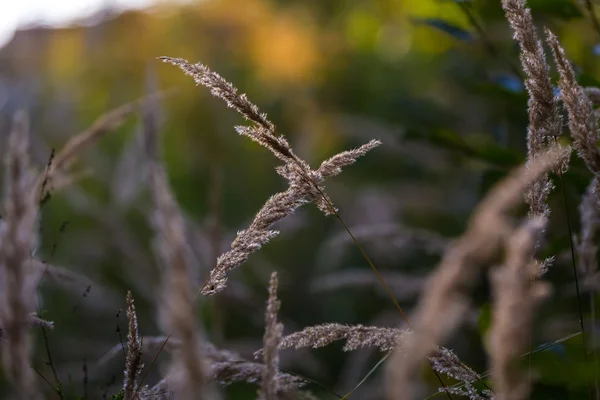 RÄVSVANS gräs blommor — Stockfoto