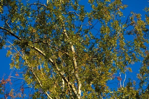 Bouleau branches d'arbres — Photo