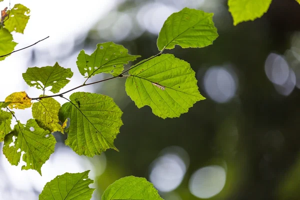 Hojas verdes en rama — Foto de Stock