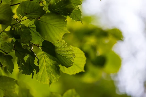 Hojas verdes en rama — Foto de Stock