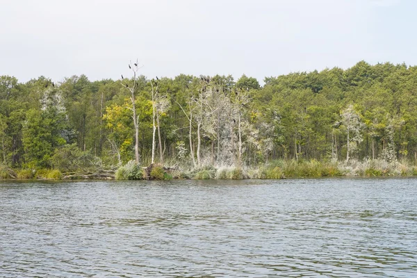 Cormorants on trees — Stock Photo, Image