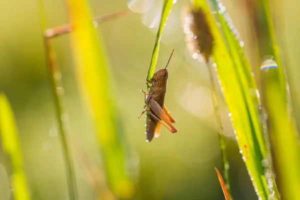 Gräshoppor (Chorthippus parallelus)) — Stockfoto