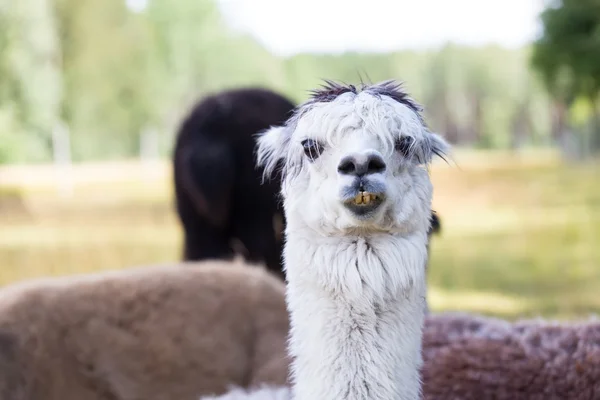 Alpaca en la granja —  Fotos de Stock